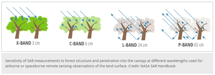 Diagram showing P-band radar penetrating forest canopy compared to shorter wavelengths.